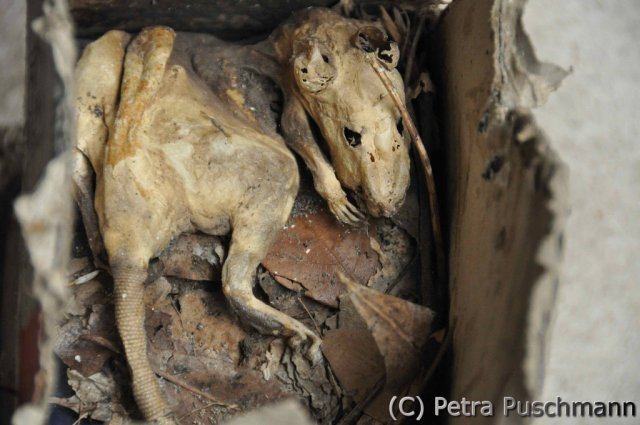 ..and my atelier rat passed away